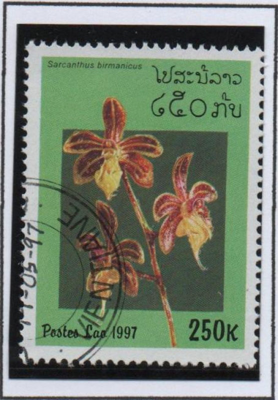 Orquídeas, Sarcanthus birmanicus