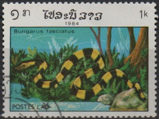 Reptiles, Bungarus Fasciatus