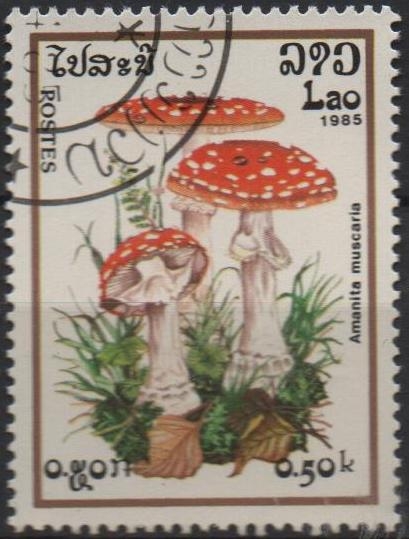 Amanita muscaria