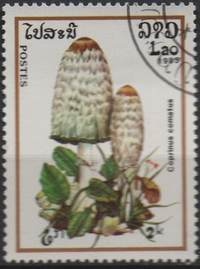 Coprinus comatus