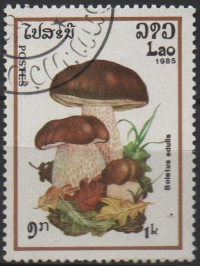 Boletus edulis