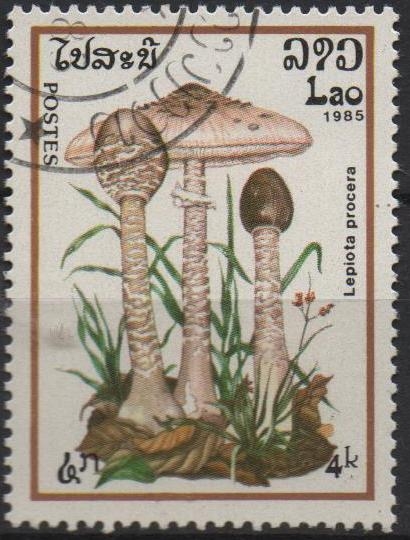 Lepiota procera