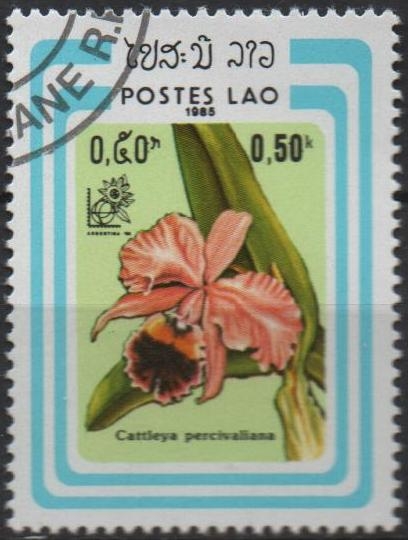 Cattleya percivaliana