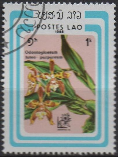 Odontoglossum