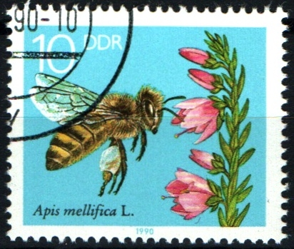 serie- Abejas y diversas flores