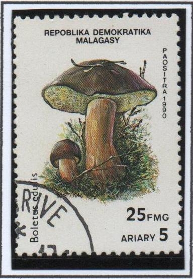 Setas, Boletus  edulis