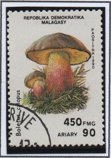 Setas, Boletus calopus