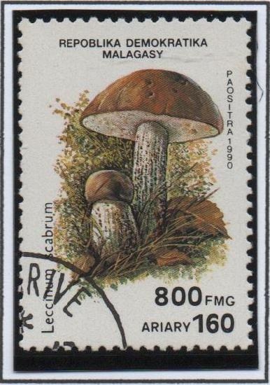 SeLeccinum scabrum