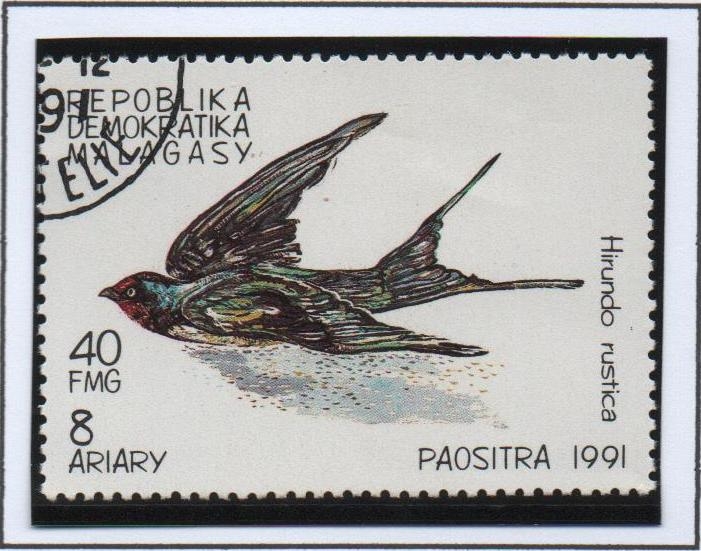 Aves, Hirundo Rustica