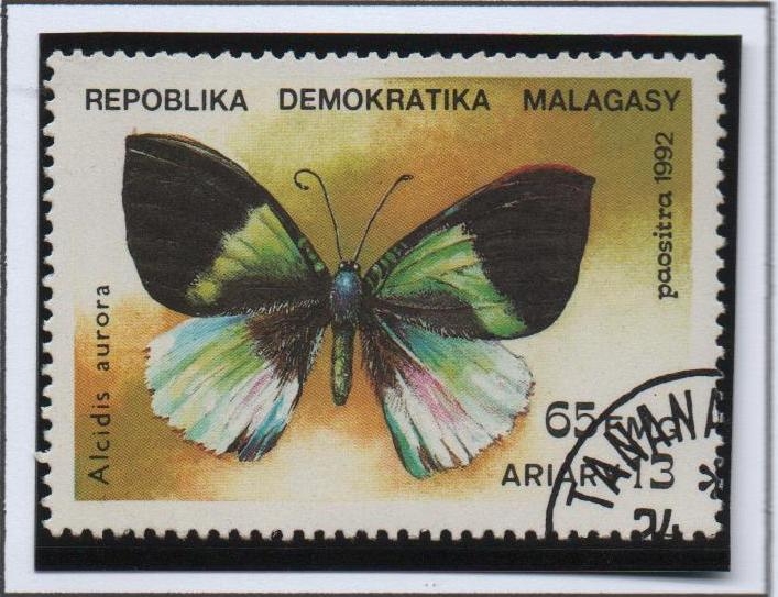 Mariposas, Alcidis aurora