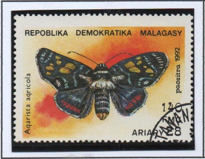 Mariposas, Agarista agricola