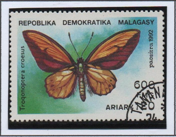 Mariposas, Trogonoptera croesus