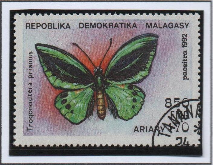 Mariposas, Trogonoptera priamus