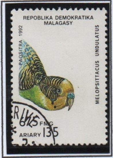 Aves, Melopsittacus undulatus