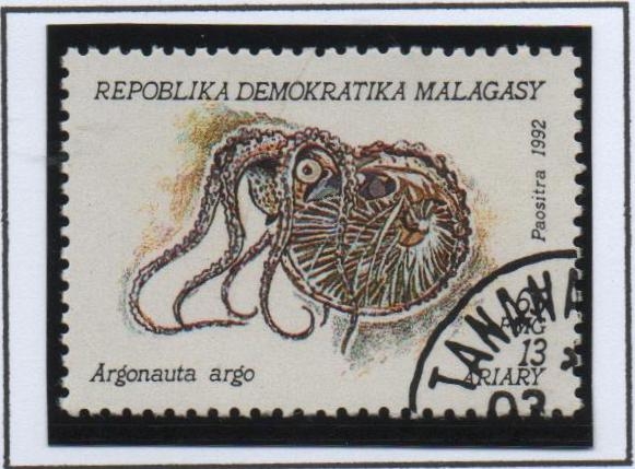 Moluscos, Argonauta argo