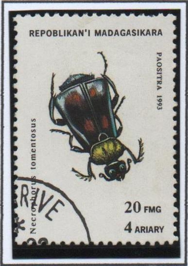 Insectos: Necrophorus tomentosus