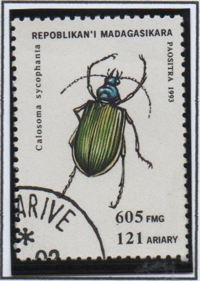 Insectos: Calosoma sycophnta