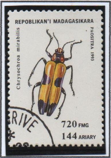 Insectos: Chysochroa mirabilis