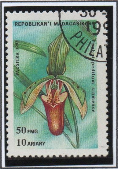 Orquideas: Paphiopedilum Siamense