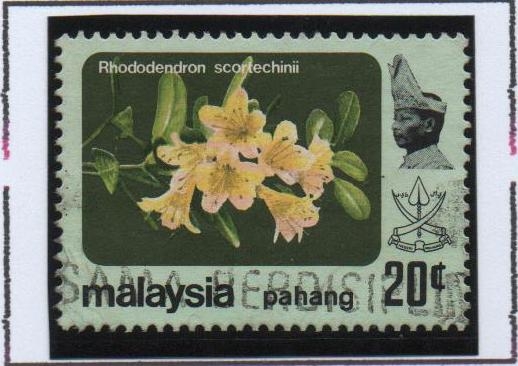 Rododendro scortechinii