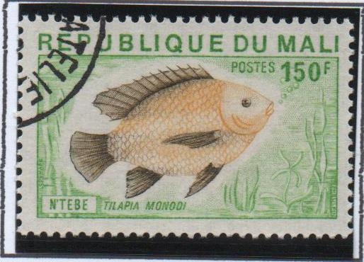 Peces, Tilapia monodi