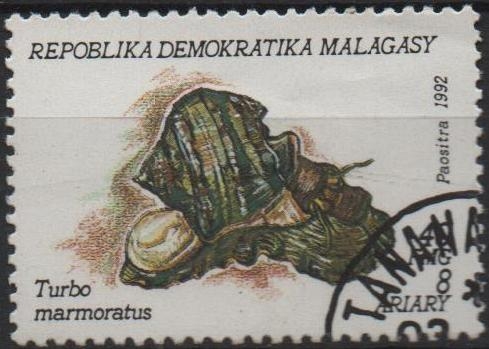 Moluscos, Turbo marmoratus