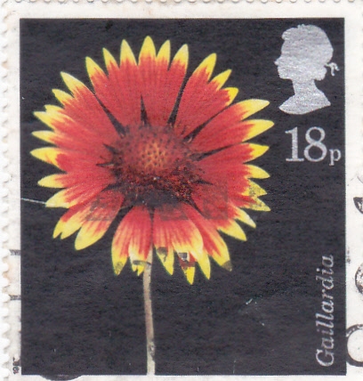 FLOR- Gaillardia,