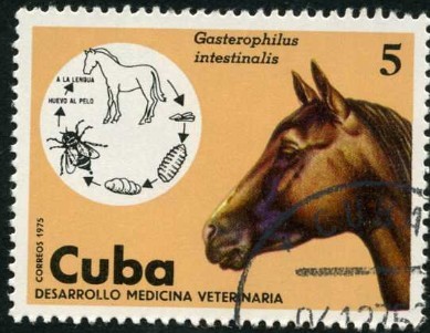 Medicina Veterinaria