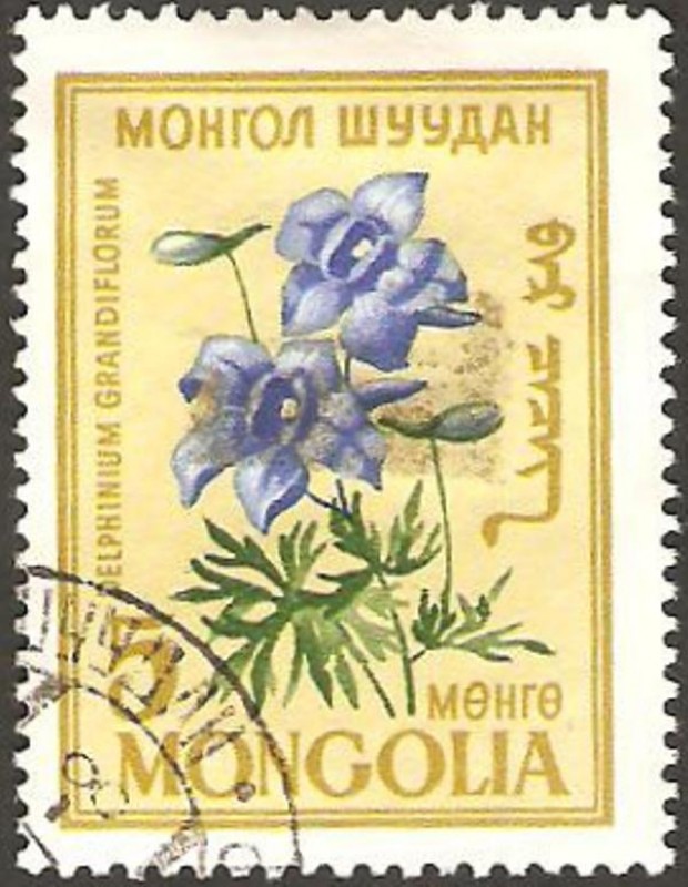 flora - delphinium grandiflorum