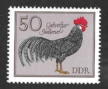 1987 - Gallo Italiano DDR