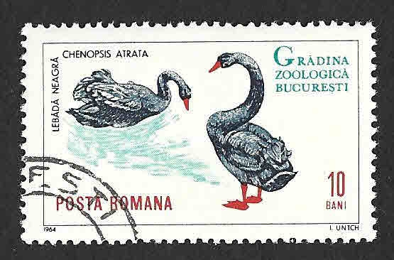 1678 - Cisne Negro