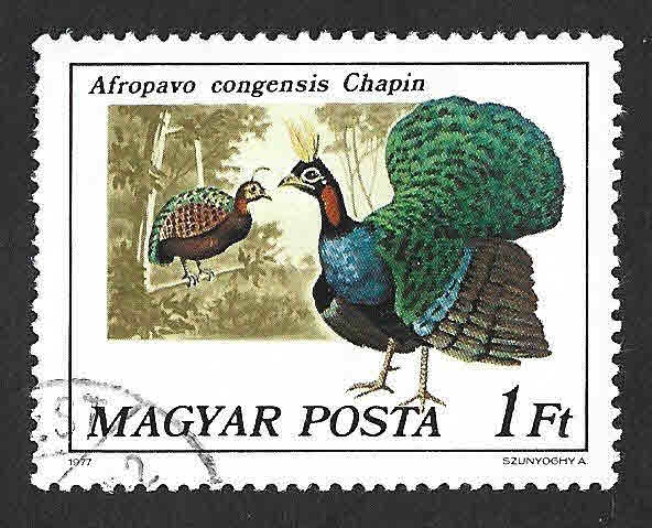 2473 - Pavo Real del Congo