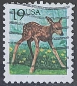 Animales - Odocoileus virginianus