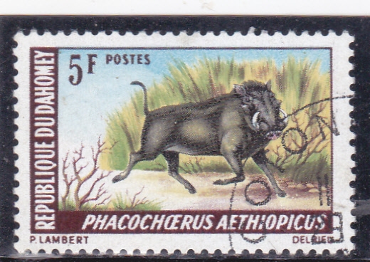 PHACOCHOERUS- jabalí verrugoso 