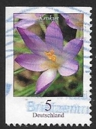 Flores - Woodland Crocus 