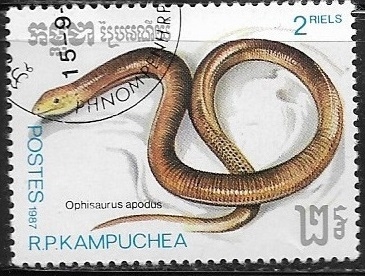 Reptiles - Ophisaurus apodus