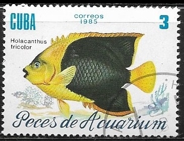 Peces de Aquario - Holacanthus tricolor