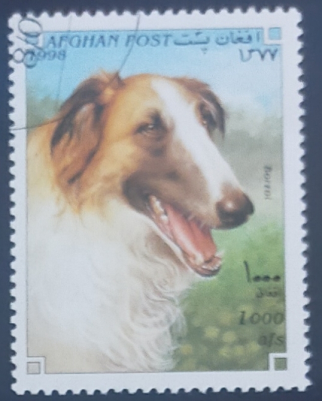 Borzoi