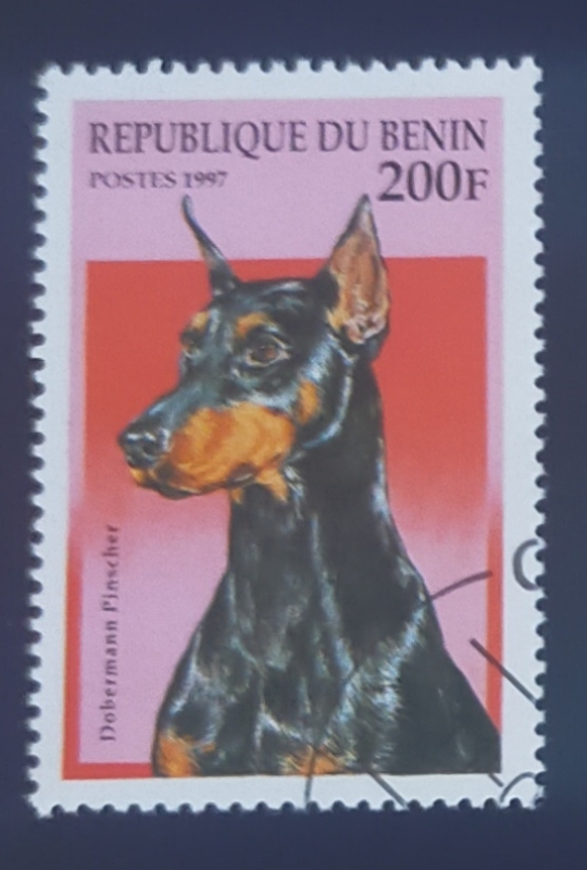 Doberman