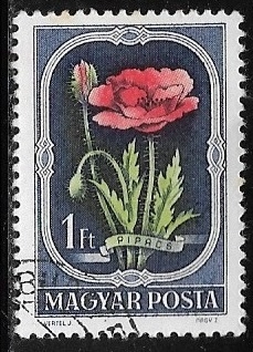 Flores - Papaver rhoeas