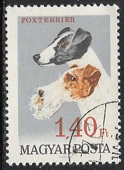 Perros - Fox Terrier 