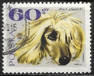 perros - Afghan Hound 