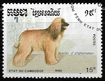 Perros - Afghan Hound