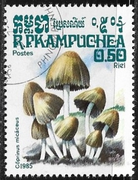 Setas - Coprinus micaceus