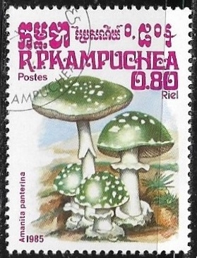 Setas - Amanita panterina