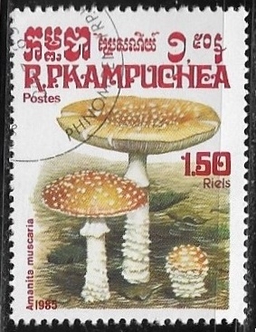 Setas - Amanita Muscaria