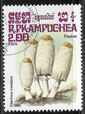 Setas . Coprinus comatus