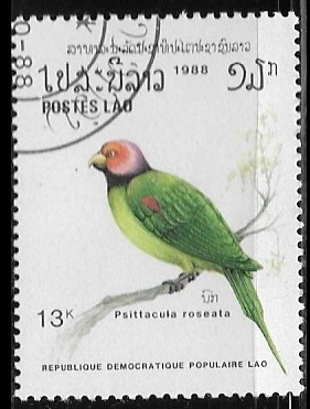 Aves - Psittacula roseata