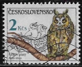 Aves - Asio otus