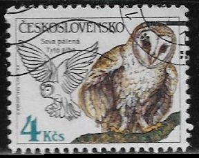 Aves - Tyto alba